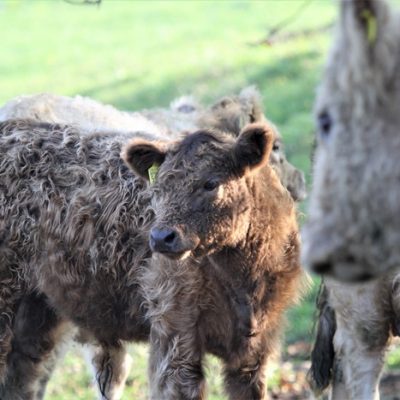 Ein braunes, lockig behaartes Galloway-Kalb steht auf einer Wiese, weitere Kühe sind im Hintergrund und rechts teilweise im Vordergrund zu sehen.