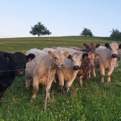 Mehrere Kälber in unterschiedlichen Farben stehen dicht beieinander auf einer Wiese hinter einem Weidezaun.