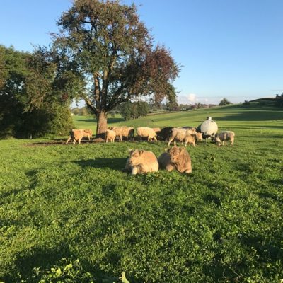 Galloway-Rinder stehen und liegen auf einer grünen Weide unter einem großen Baum bei klarem Himmel.