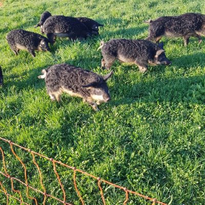 Mehrere schwarze Wollschweine laufen und grasen auf einer grünen Wiese hinter einem orangefarbenen Zaun.