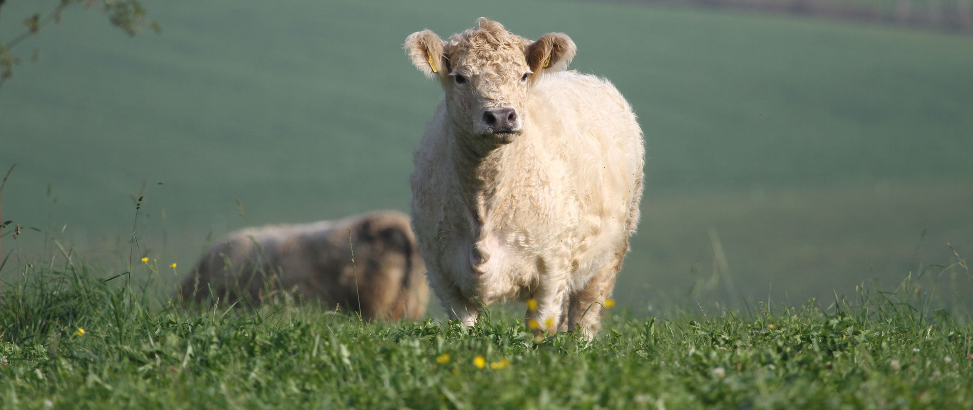 Hellbraunes Galloway-Kalb steht auf einer grünen Wiese, im Hintergrund ist eine unscharfe Kuh zu sehen.