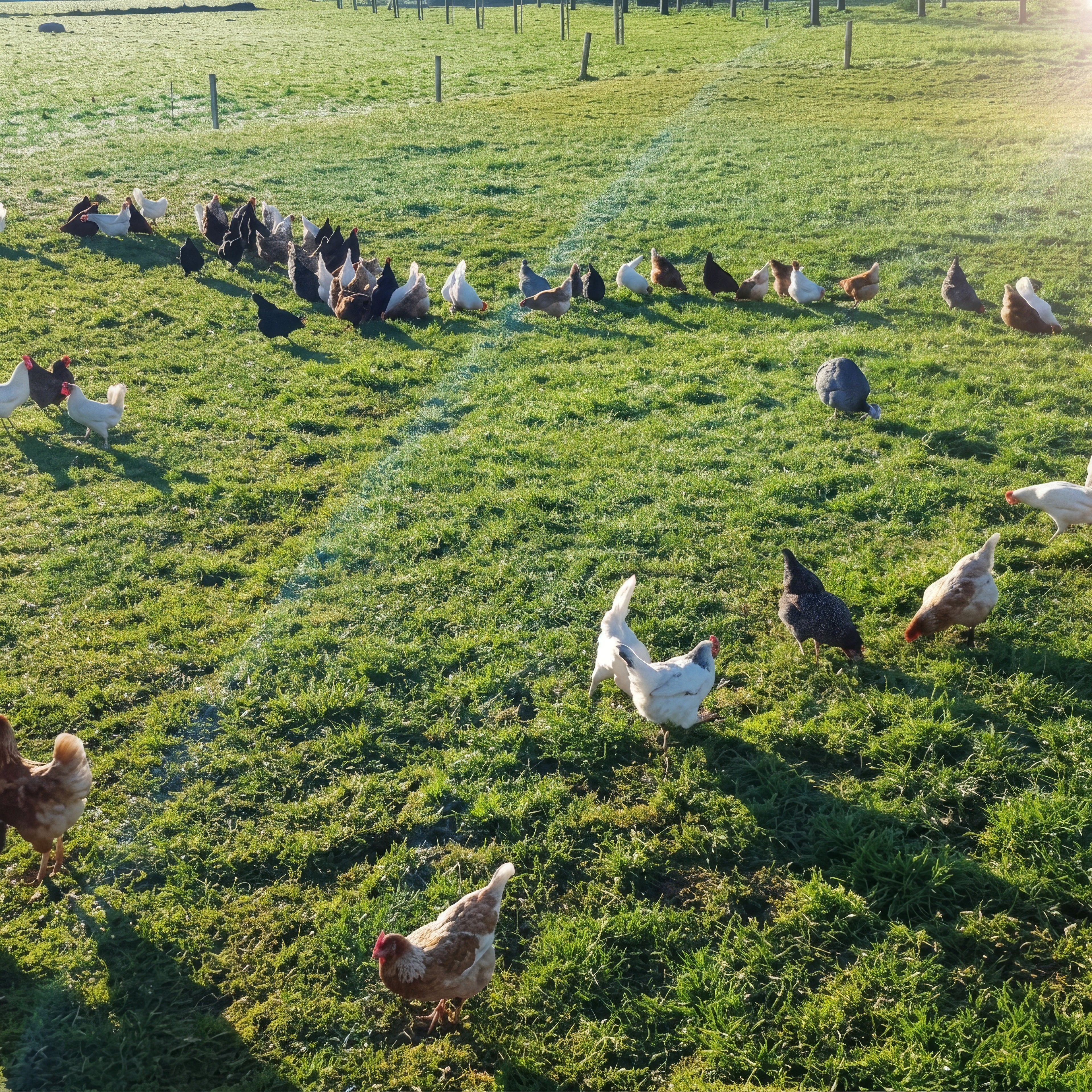 Viele Hühner in verschiedenen Farben scharren und laufen über eine sonnige grüne Wiese.